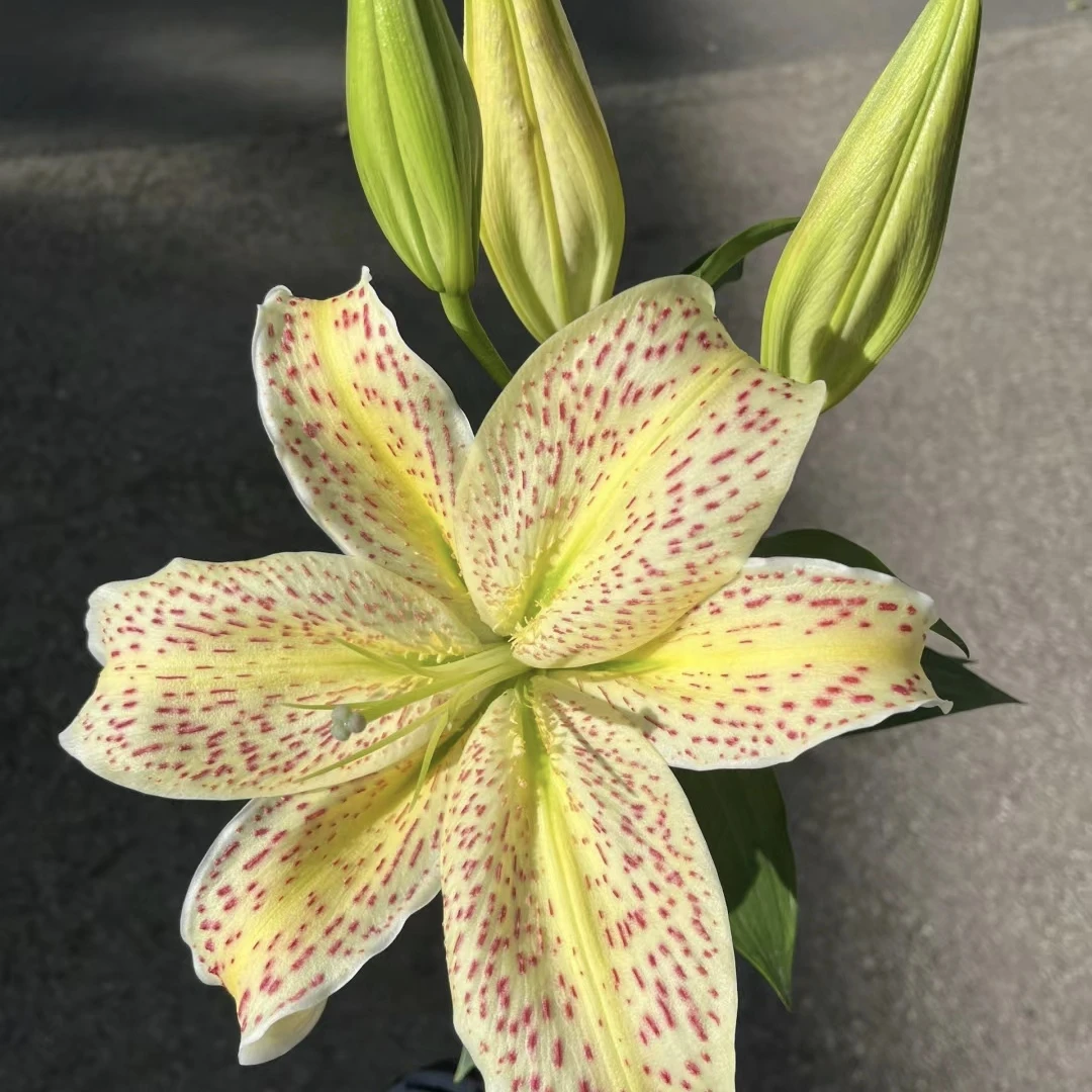 2号店四季可种《老虎月亮》1颗16/18进口单瓣香水百合种球