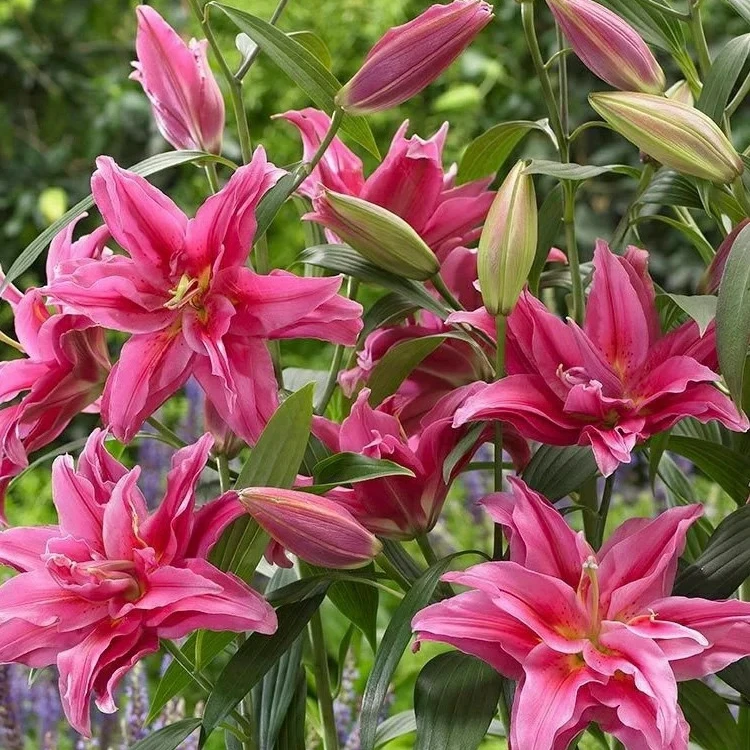 2号店/四季可种《艾琳娜14/16》1球进口重瓣香水百合庭院