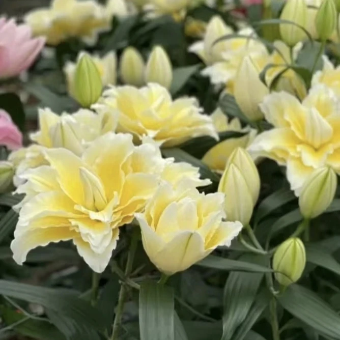 2号店/四季可种15/17《露德维娜》1颗重瓣进口香水百合种球