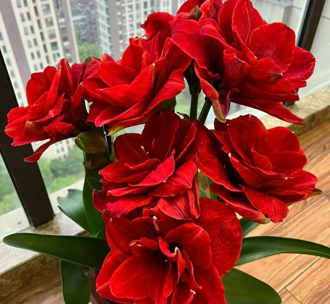 2号店丰哥《樱桃尼芙》  残球重瓣朱顶红自然球，明年开花