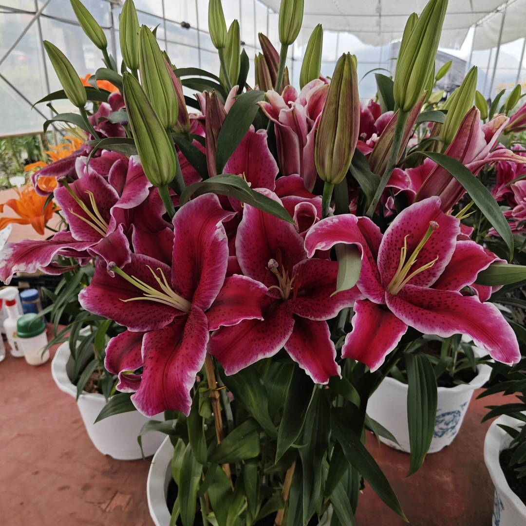 2号店/四季可种大球《黑美人22/24》1颗进口单瓣香水百合种球