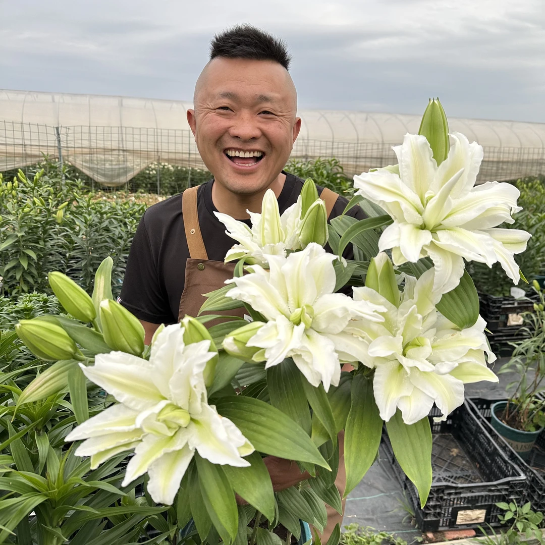 2号店《艾莎大芽树百合》1颗重瓣有香开花多头球体不分大小介意慎拍