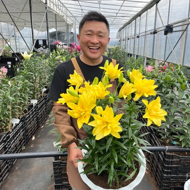 2号店/四季可种《法塔莫尔干纳》1颗14/16进口无香百合种球