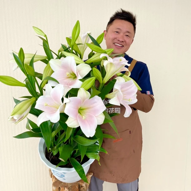 2号店/四季可种《粉铁炮-卡里》1颗18/20进口单瓣香水百合种球