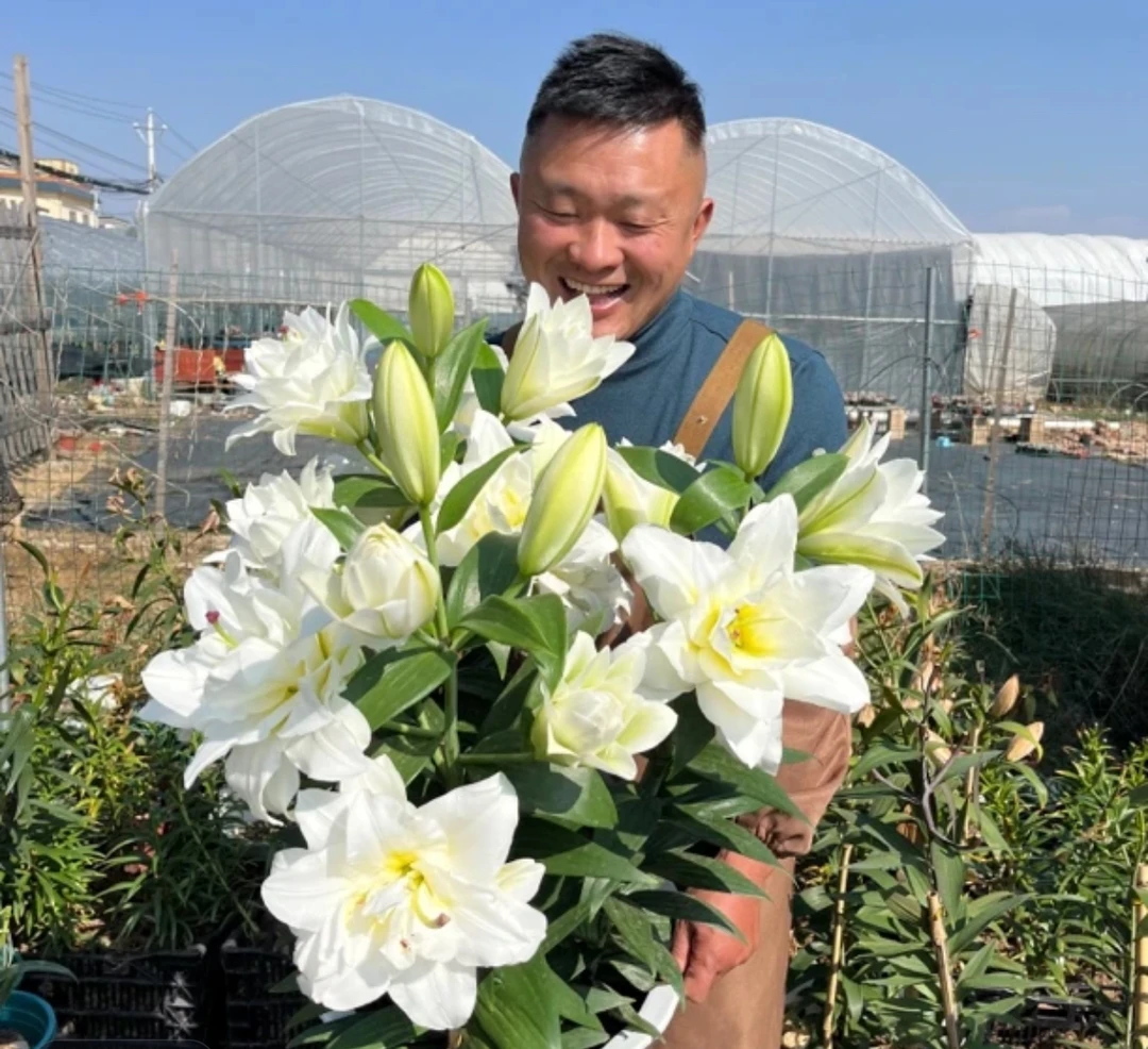 2号店《暴风雪28/30》春百合大球1颗重瓣香水春天发芽六月左右开花