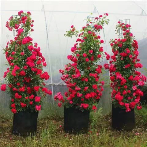 甜蜜红木香爬藤植物特大花苗盆栽攀爬浓香花卉黄木香庭院四季开花