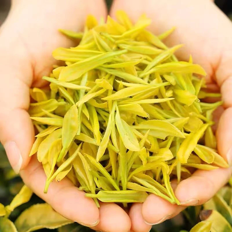 『明前高山黄金芽』2025年新茶H33 明前高山黄金芽 清香耐泡 250g