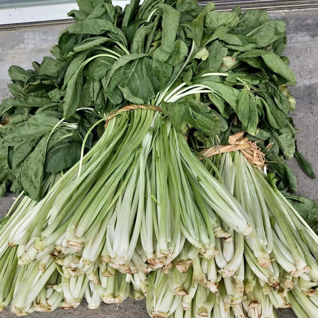 罗山新鲜箭杆白长杆菜农家自种4斤