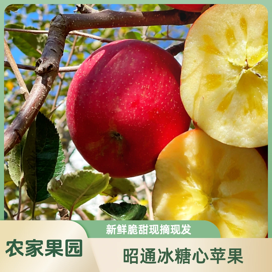 正宗云南昭通苹果冰糖心丑苹果脆甜多汁脆甜5/10斤现摘现发包邮