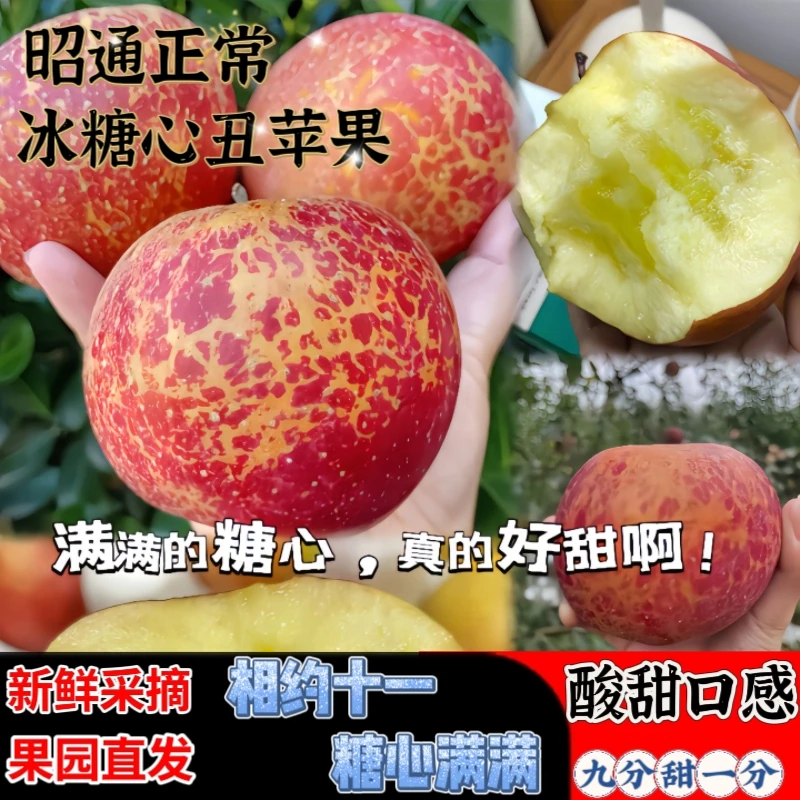 正宗云南昭通苹果冰糖心九甜一酸无酸应季新鲜5/10斤现摘现发包邮