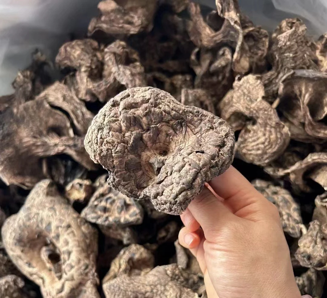 【旺客】云南土特产，黑虎掌菌，肉厚菌香，煲汤汤鲜味