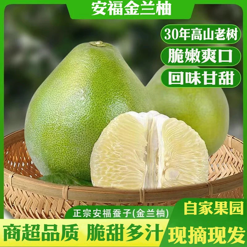 正宗安福蚕子孕妇级高山老树金兰柚井冈蜜柚白心柚当季新鲜柚子