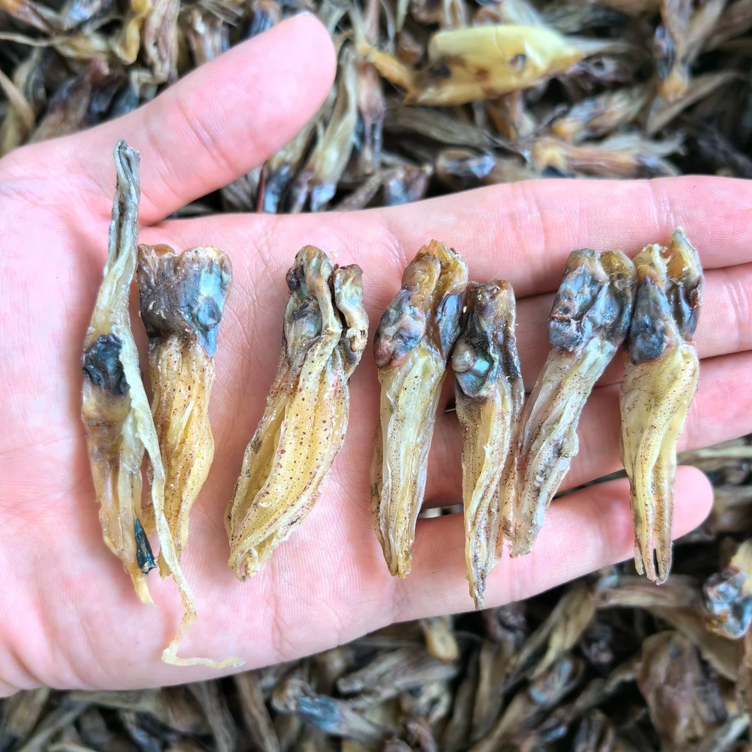 干鱿鱼头 船晒鱿鱼头鱿鱼须海南本地，炒菜 香煎