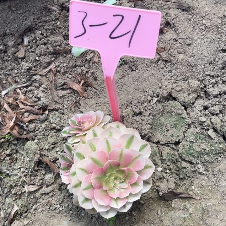 3-21荔枝多肉法师