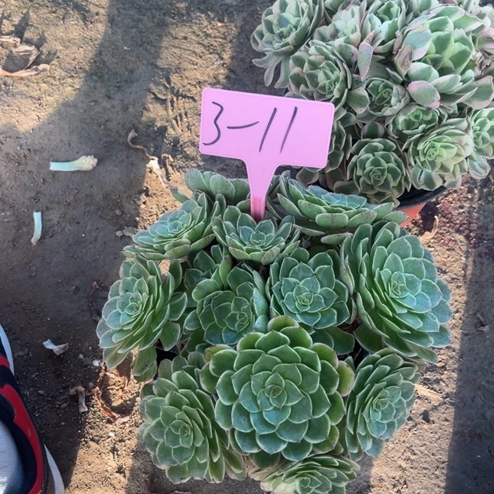 3-11莲花座多肉法师