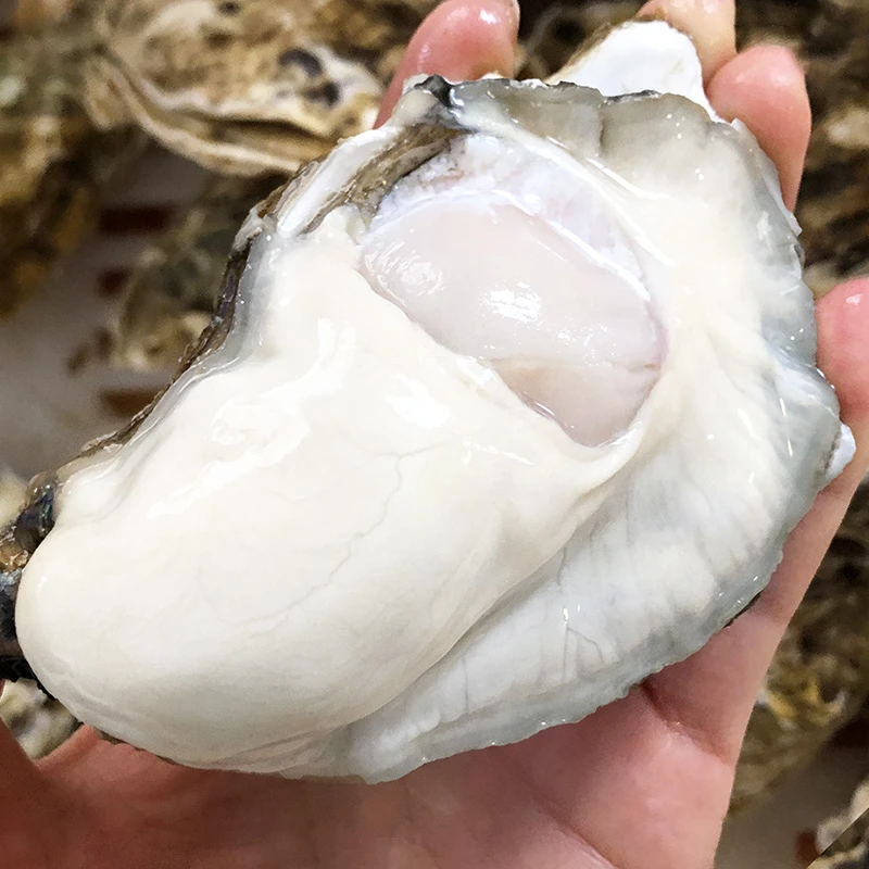 【鲜活】金标乳山【5+】【6+】大生蚝规格牡蛎海蛎鲜嫩刺身3750克