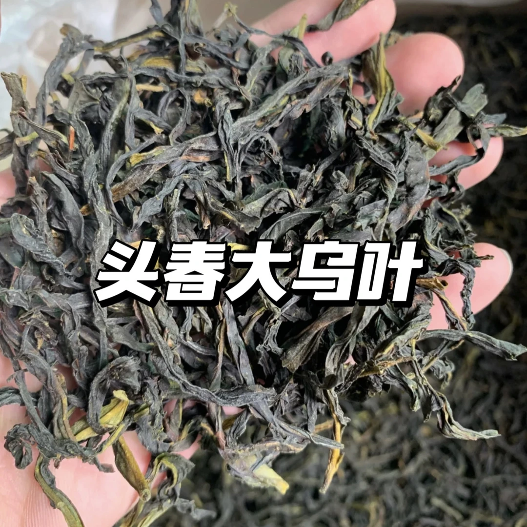 潮州凤凰单丛茶 头春大乌叶 清香 250g