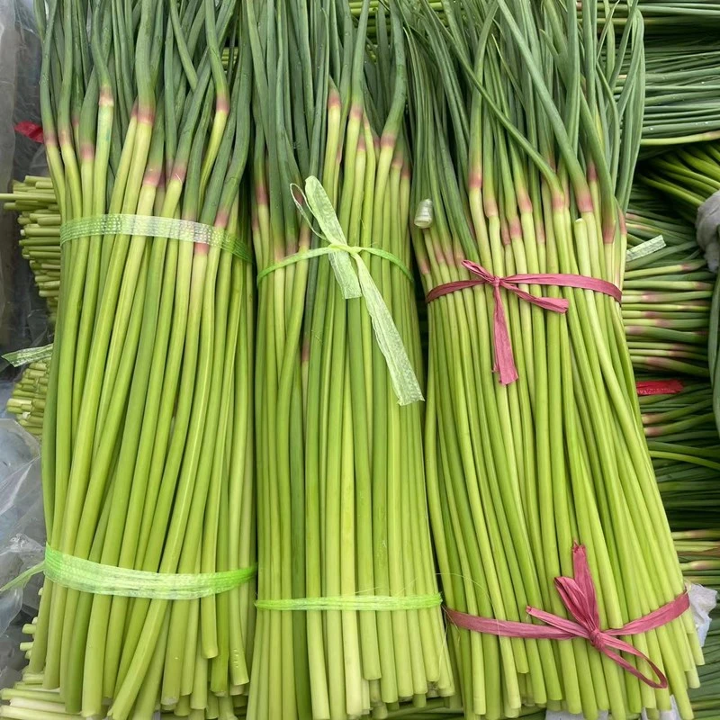 新鲜蒜苔2025年现摘红帽蒜苔当季新鲜蔬菜蒜薹农家自种蒜苔