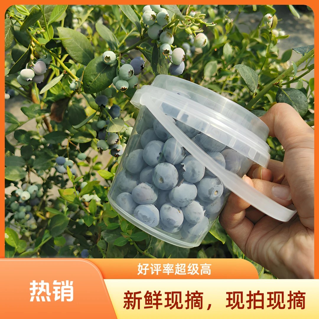 【花香蓝莓】乌鲁木齐南山新鲜现摘蓝莓 花香浓郁玫瑰花香 南山本地
