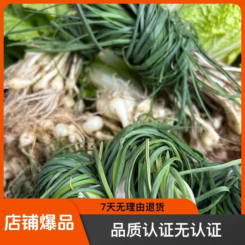 贵州野生小苦蒜小野葱新鲜现挖带泥发货