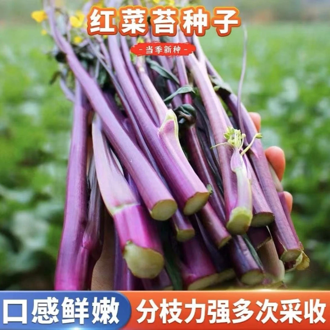 【拍二发三】四季红红菜苔种子万紫千红菜种子四季早熟阳台种植菜苔