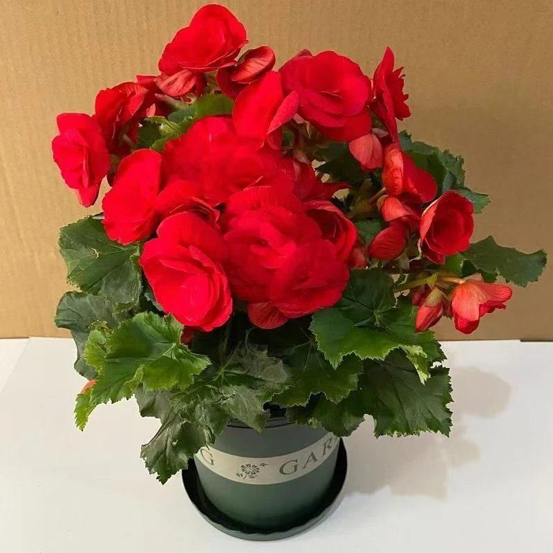 盆栽花卉丽格海棠重瓣带花苞室内盆栽四季开花玫瑰海棠带花苞发货