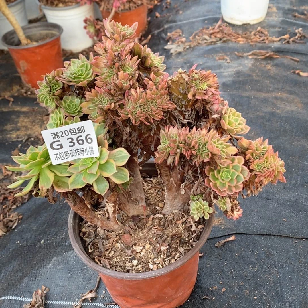366万黄缀化多肉