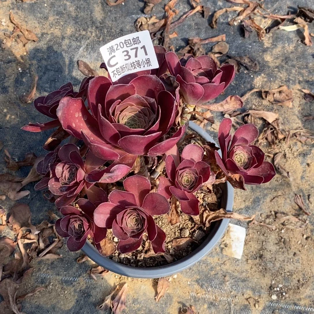 璠*371魅金玫瑰多肉