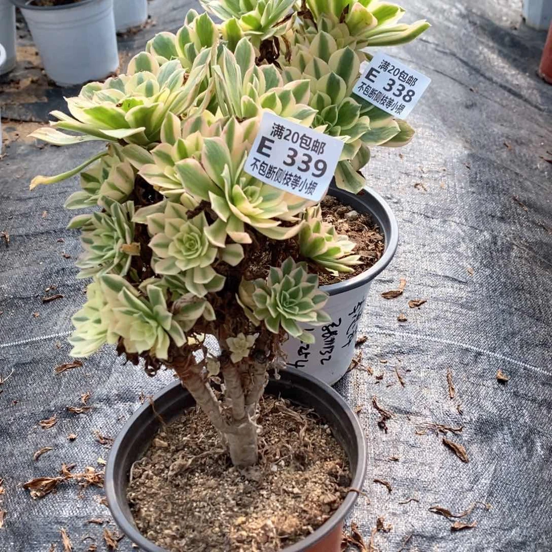 胡****）338339艳凝老桩有砍两棵