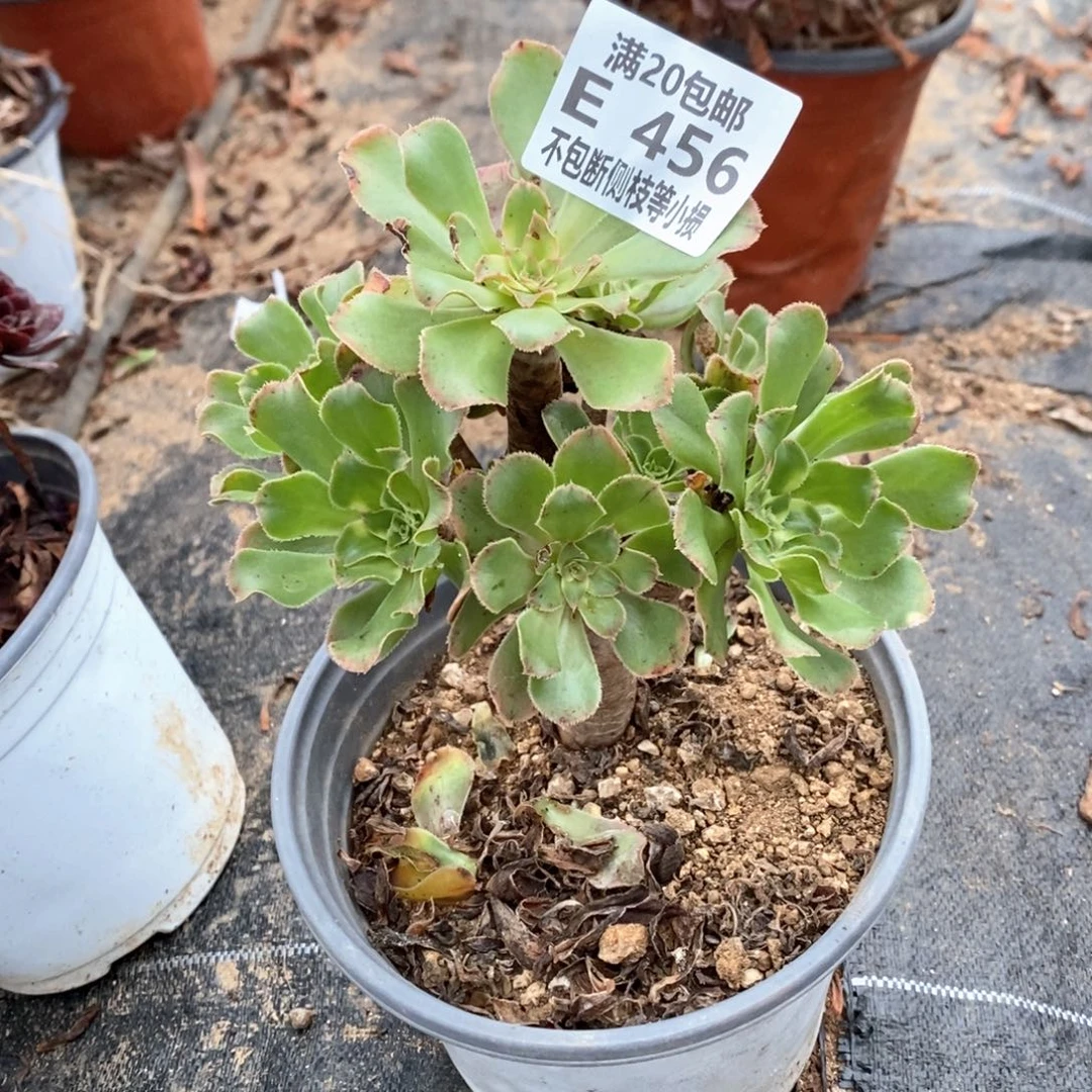 456艳日伞多肉法师锦