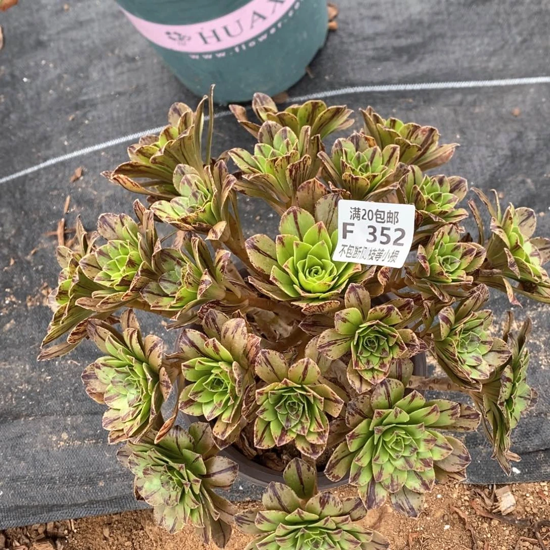 352碧火多肉法师锦