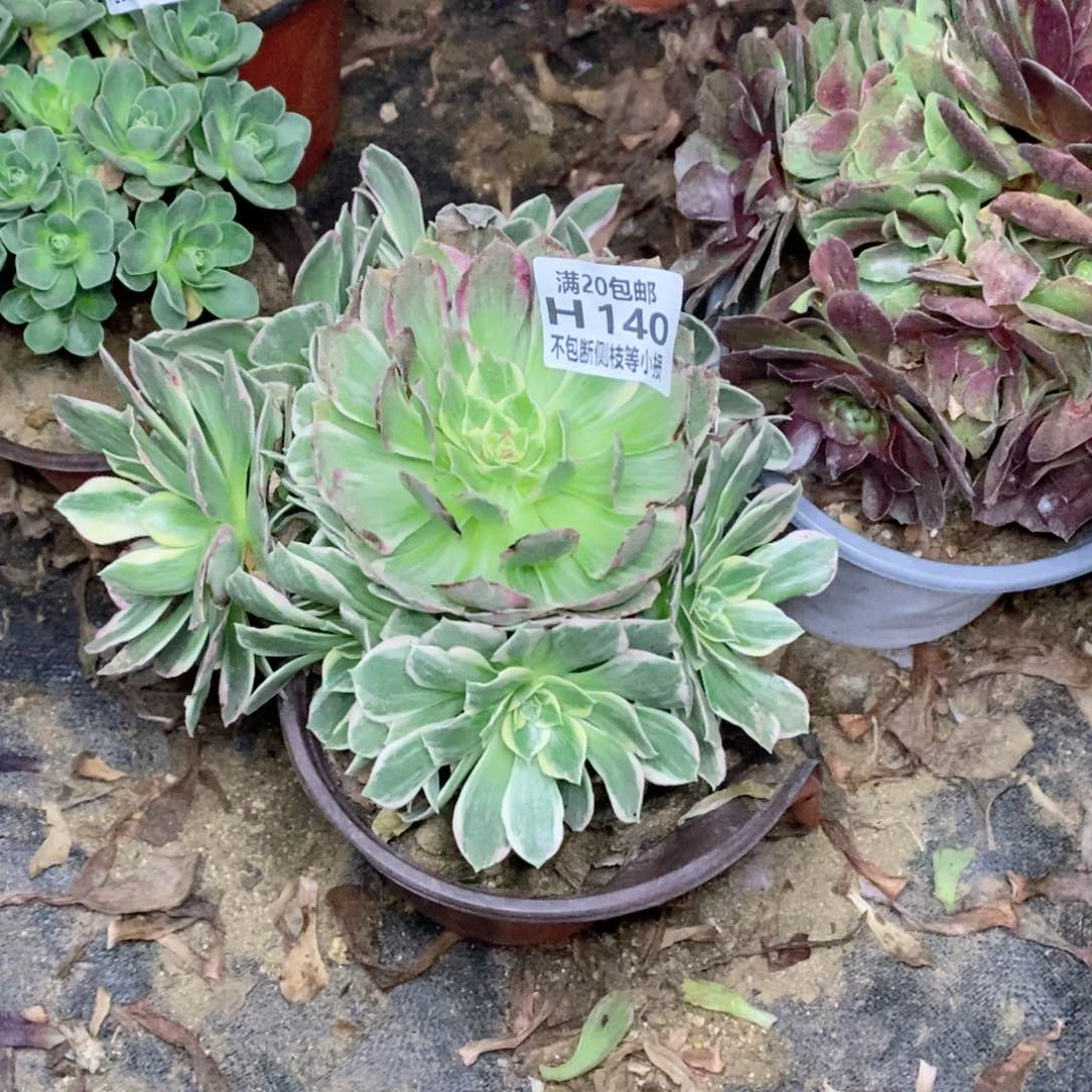 140水蜜桃万彩灯多肉