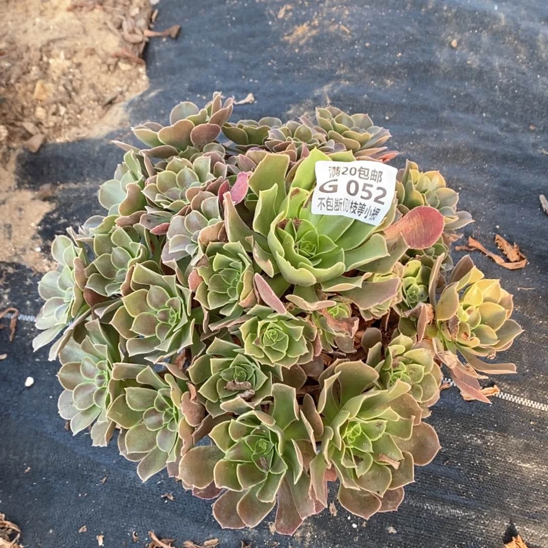 052韶羞多肉玫瑰法师