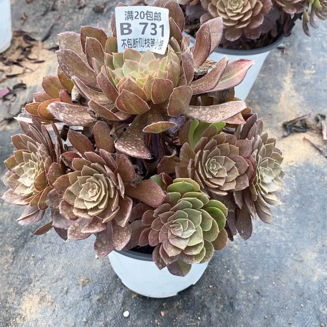 ༊****731万灰花脸多肉
