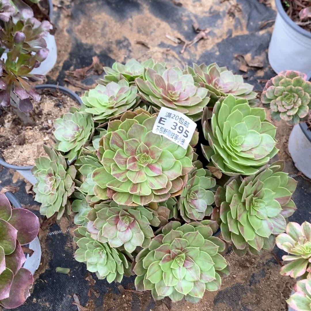 395花月夜多肉法师锦