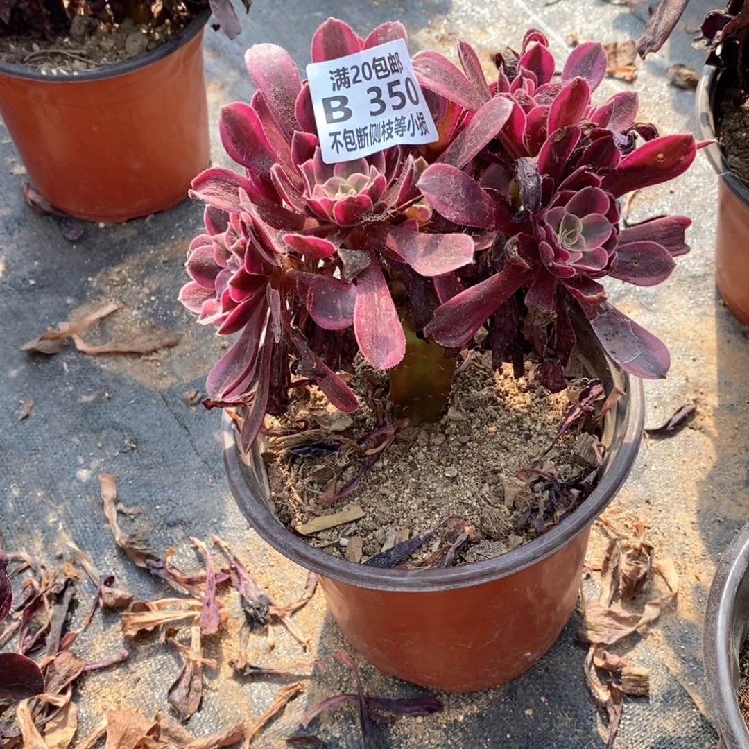 350美杜莎朵朵多肉