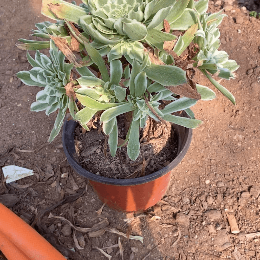 346碧浪多肉法师锦