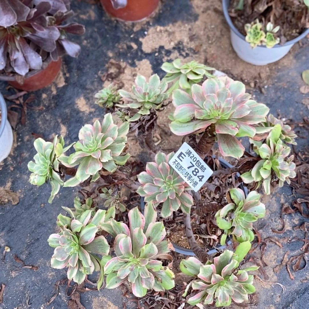 784花脸粉黛多肉法师锦