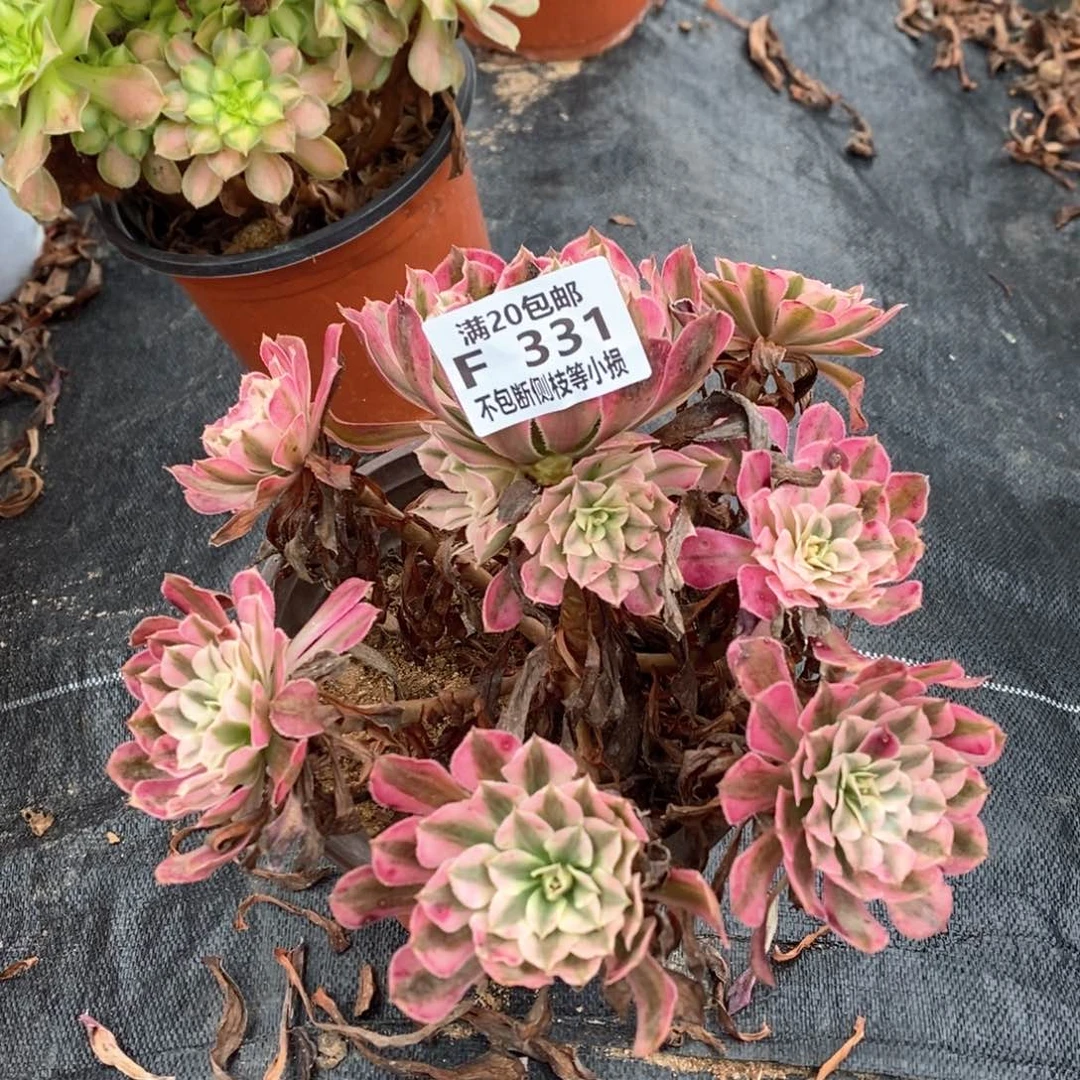 331红铜壶超白锦多肉