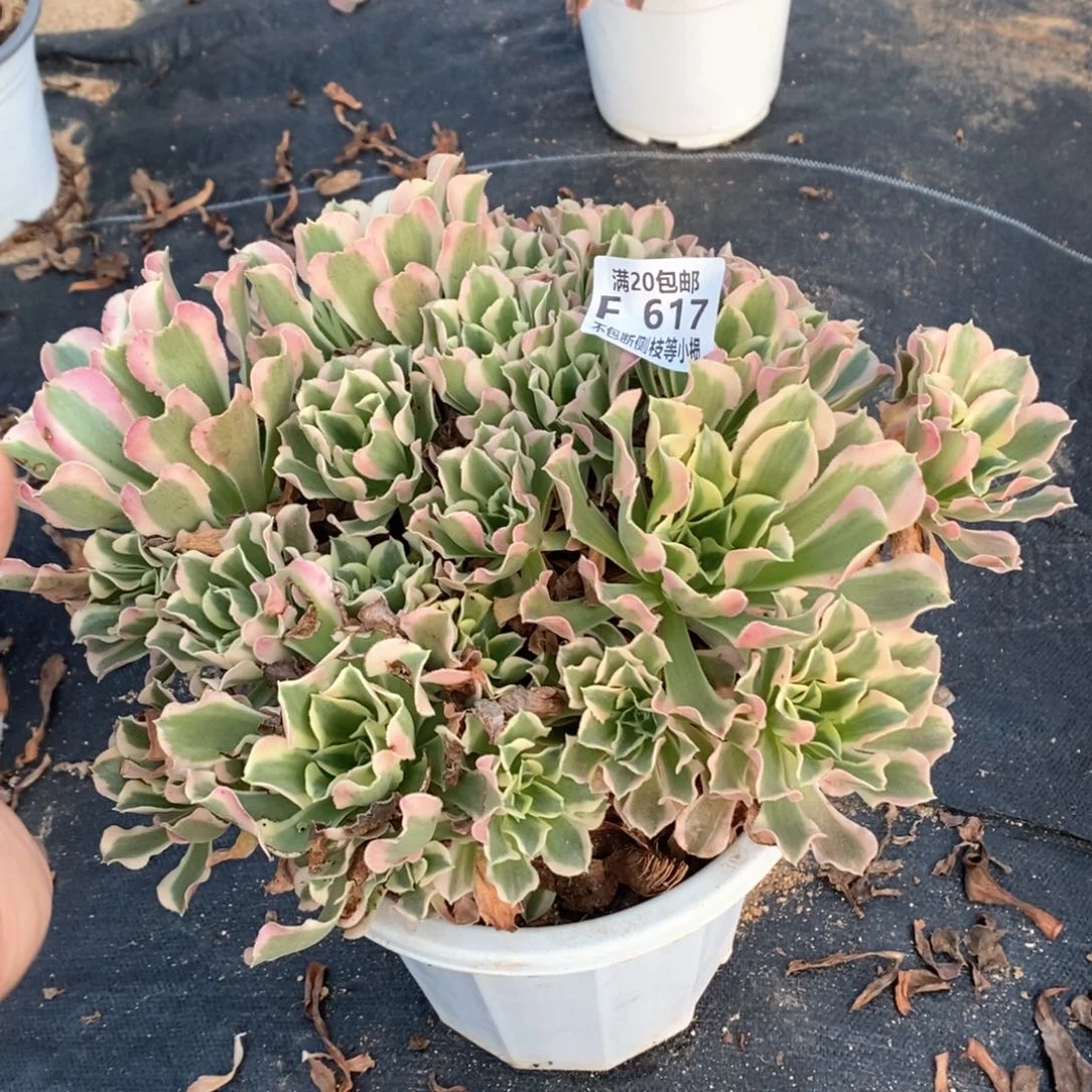 617白凤多肉法师锦