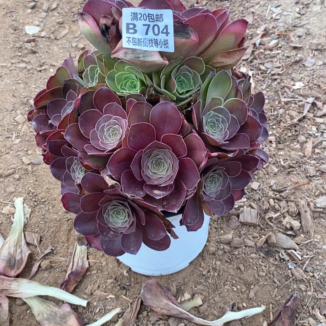 704魅金玫瑰多肉