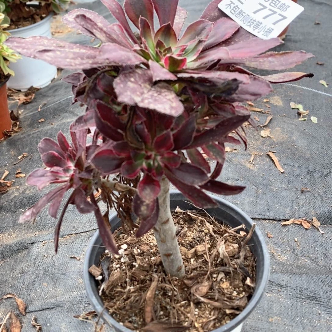 777圆叶七彩拉丝多肉法师锦