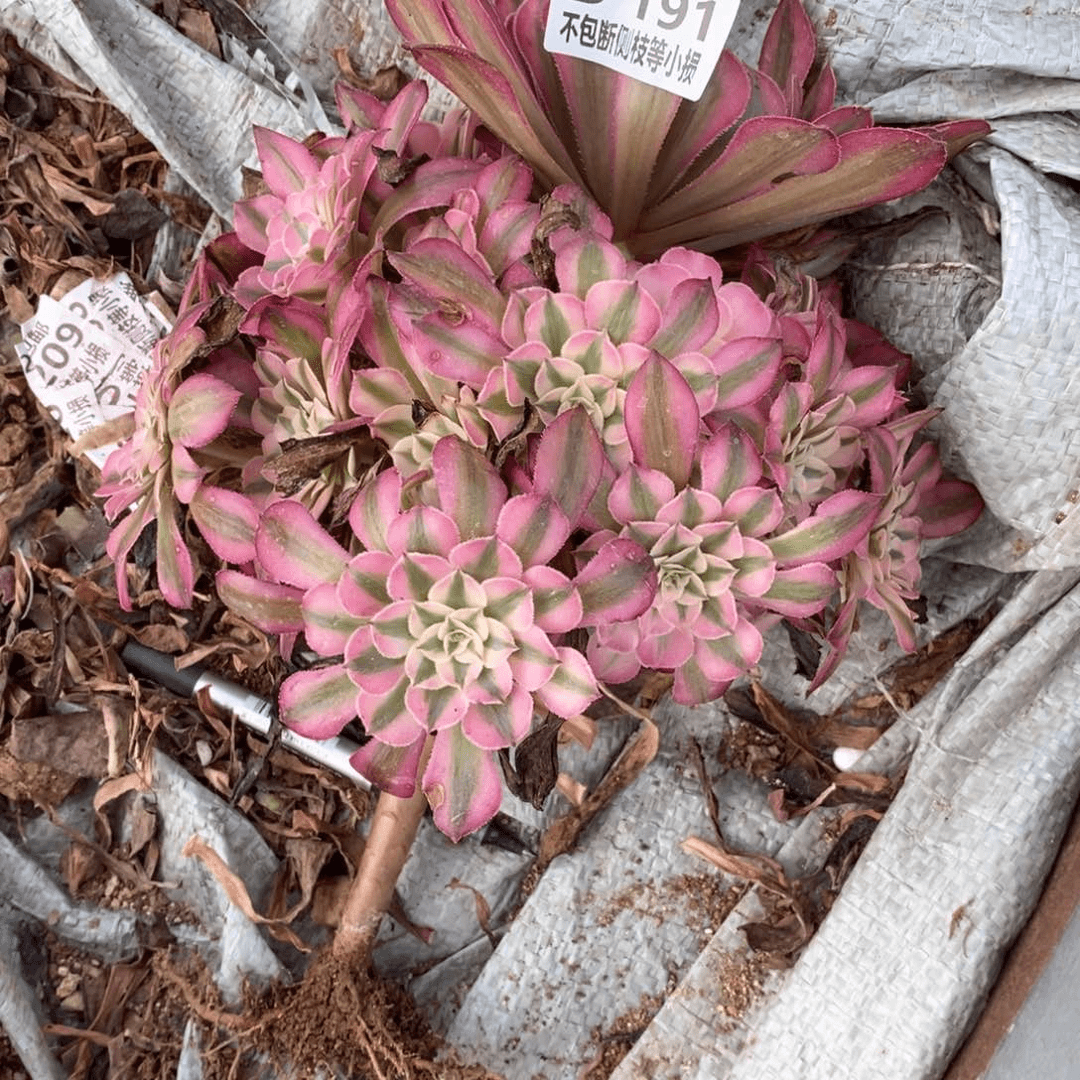 191红铜壶超白锦多肉