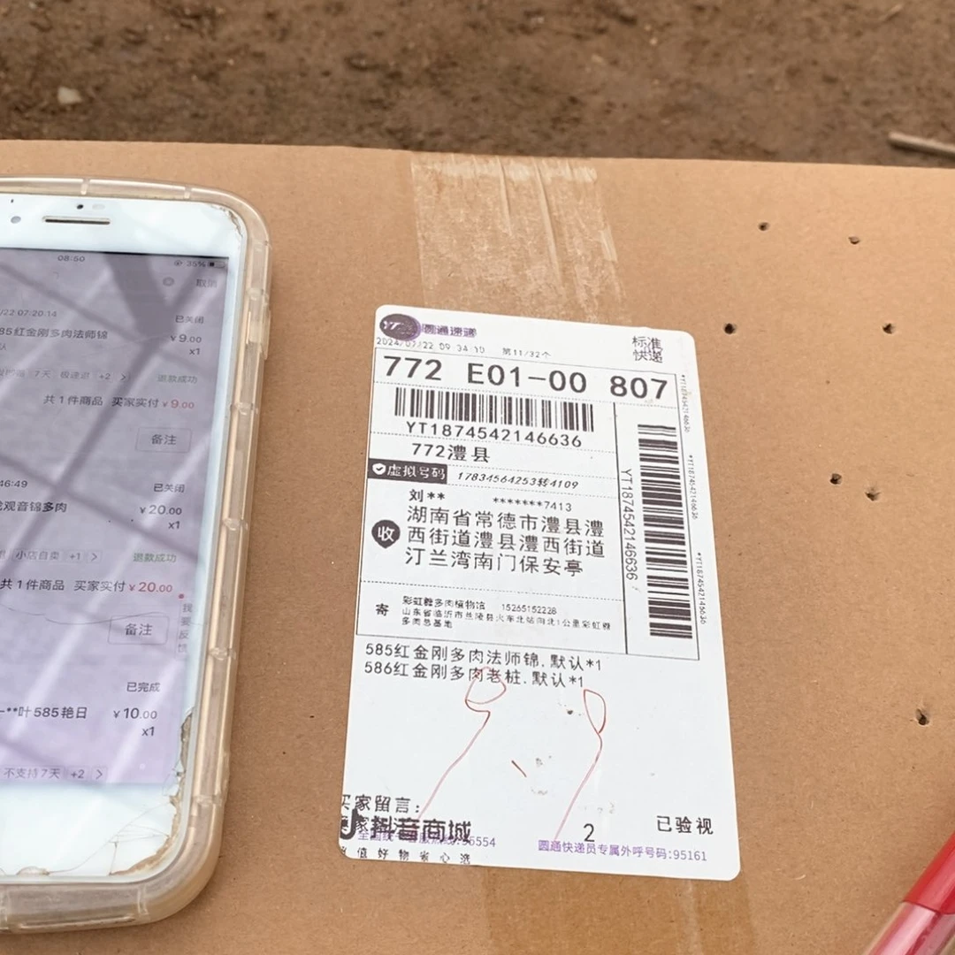红金刚两棵箱子包邮