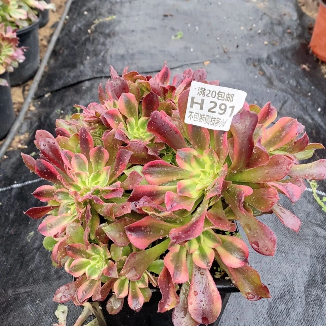 291香妃缀化多肉法师锦