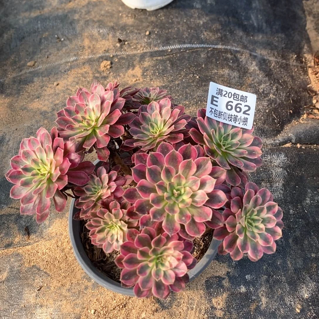 ?***?662黑铜壶超白锦多肉