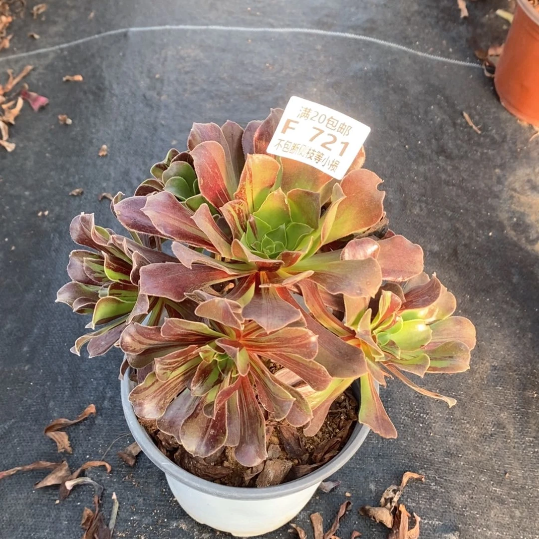 721欧若拉多肉法师