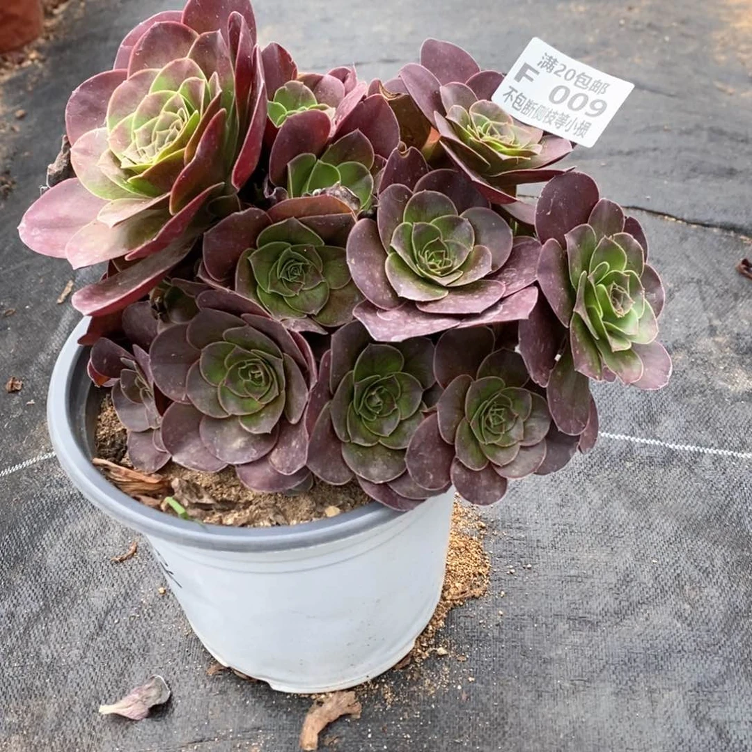 009魅金玫瑰多肉