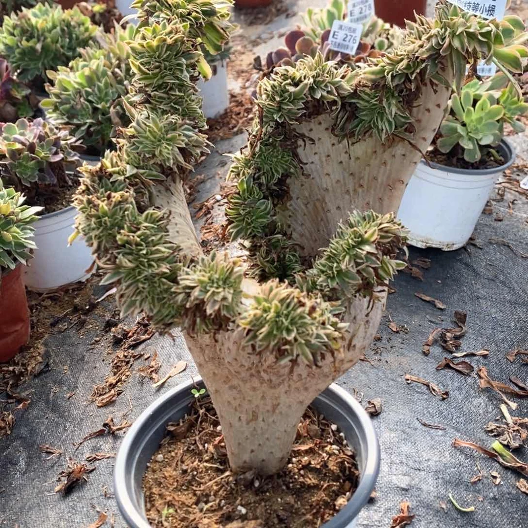 281夕颜缀化多肉法师锦