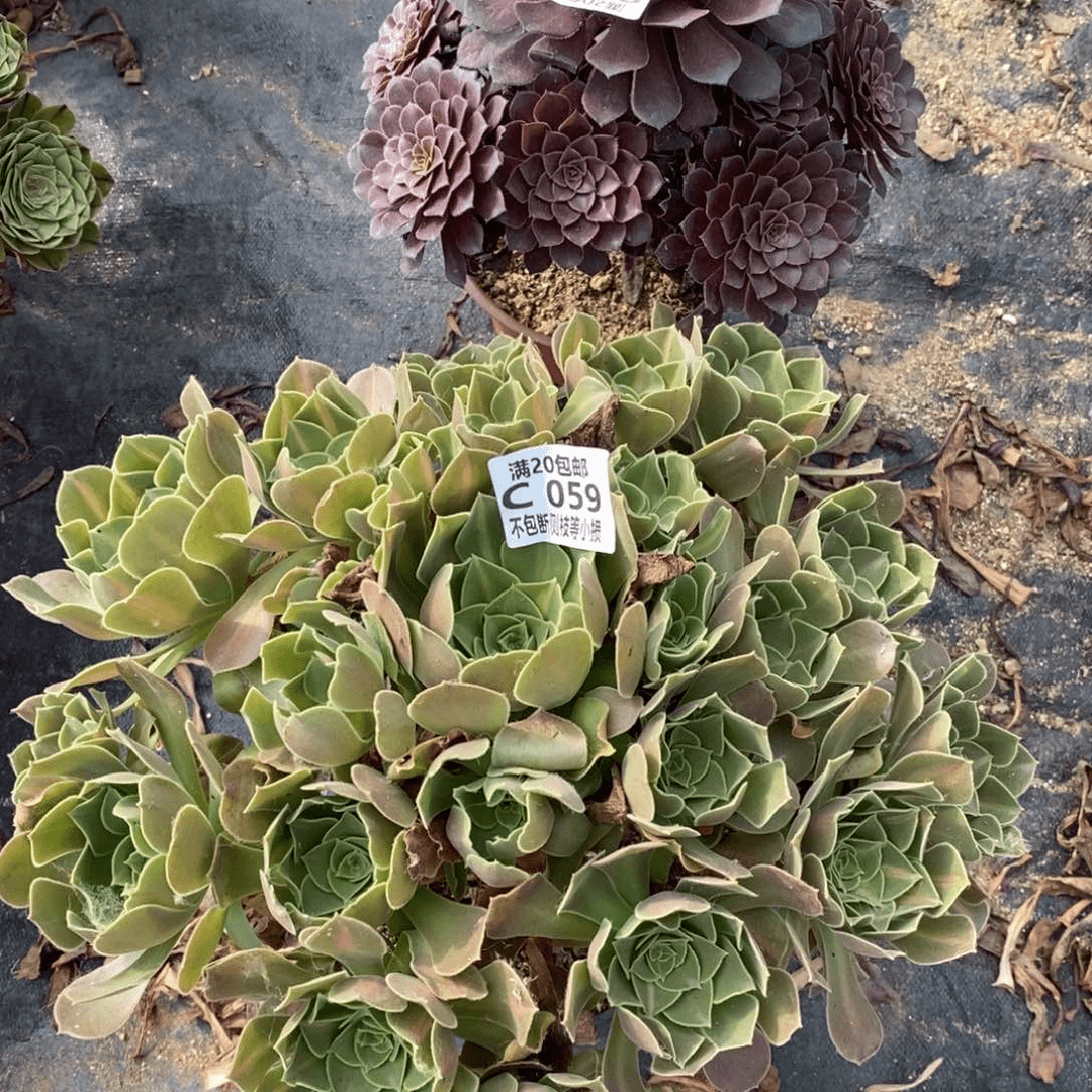 059绍羞多肉法师